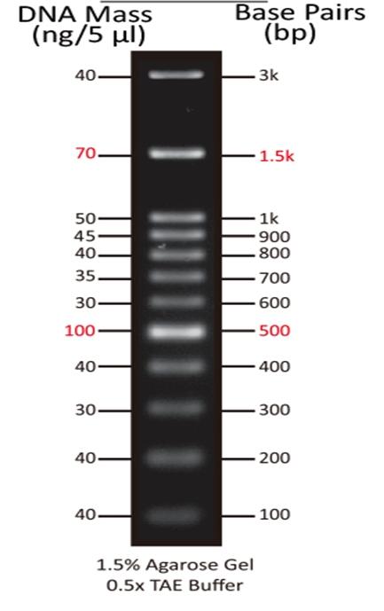 ReadiUse™ 100 bp DNA Ladder (5 uL/well) was run on 1.5% agarose gel with 0.5X TAE Buffer.