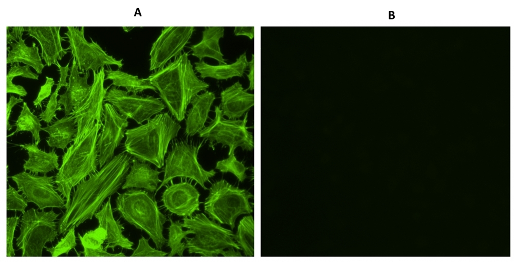 F-actin stain of CPA cells.<br />CPA cells were fixed with ReadiUse™ 4% formaldehyde fixation solution (Cat#20010) and then stained with Cell Navigator® F-Actin Labeling Kit (cat#22661). A: label with 1X iFluor® 488-phalloidin for 30 min only. B: Treat the cells with phalloidin for 10 min, then stain them with 1X iFluor® 488-phalloidin for 30 min. 