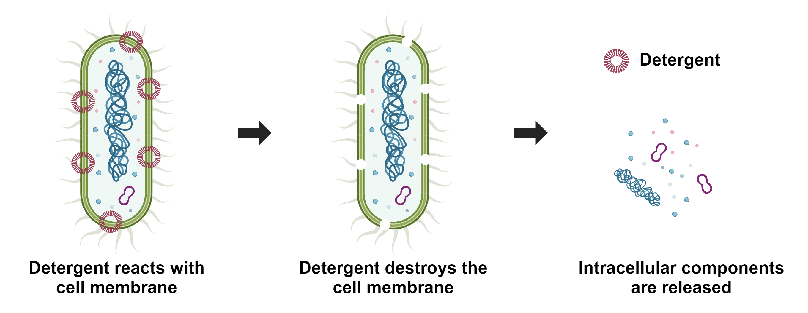 Bacterial cell lysis is the process of breaking down cells, which is commonly used to analyze cellular components like ribosomes, inclusion bodies, plasmids, nucleoids, and other small biomolecules. The membranes can be entirely or partially lysed, depending on the detergents used. ReadiUse™ reagents require minimal hands-on time, as this bacterial cell lysis buffer only requires a simple 5-fold dilution. It is widely used for lysing cells to quantify small biological molecules such as NAD(P)/NAD(P)H in bacteria.