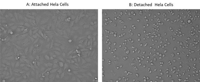 Detaching of Hela cells with ReadiUse&trade; Cell Detaching Buffer.