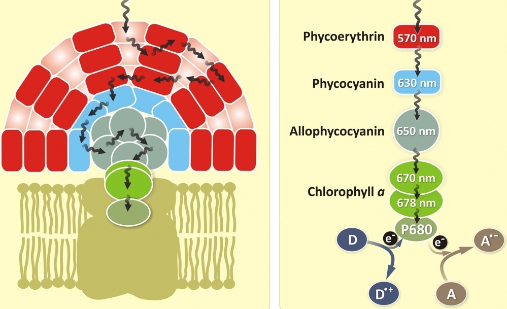 Cross linked-Allophycocyanin (CL-APC) is a phycobiliprotein isolated from Spirulina sp., a blue-green alga. Like other phycobiliproteins, APC is strongly fluorescent, with an extremely high absorptivity and a high quantum efficiency. AAT Bioquest offers this ReadiUse™ APC that can be readily used for any labelings without any purifications required.