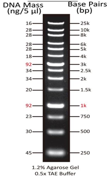 ReadiUse™ GeneRuler 1 kb DNA Ladder (5 uL/well) was run on 1.2% agarose gel with 0.5X TAE Buffer.
