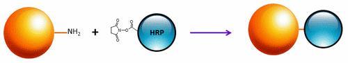 Mechanism for conjugation of horseradish peroxidase (HRP) to target protein using activated NHS ester.