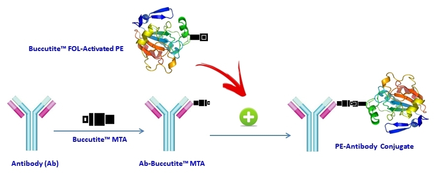 Our preactivated PE-iFluor® 660 Tandem was premodified with our Buccutite™ FOL (provided). Your antibody (or other proteins) is modified with our Buccutite™ MTA (provided as free sample) to give MTA-modified protein (such as antibody). The MTA-modified protein readily reacts with FOL-modified PE-iFluor® 660 Tandem (provided) to give the desired PE-iFluor® 660 Tandem-antibody conjugate in much higher yield than the SMCC chemistry. In addition our preactivated PE-iFluor® 660 Tandem reacts with MTA-modified biopolymers at much lower concentrations than the SMCC chemistry.
