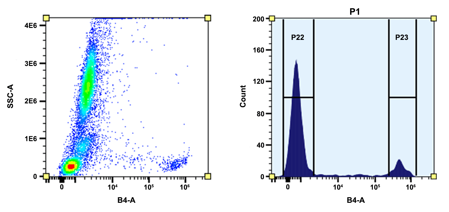 Flow cytometry analysis of whole blood cells stained with CD8 (SK1)-PE conjugate prepared with ReadiUse™ Preactivated PE Maleimide (Cat No. 2565). The fluorescence signal was monitored using an Aurora spectral flow cytometer in the B4-A channel.