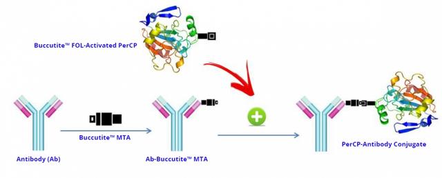 Conjugation scheme for ReadiUse™ Preactivated PerCP. The activated PerCP label is premodified with our Buccutite™ FOL and can be readily used for conjugation. To conjugate your desired antibody or protein, first modify it with our Buccutite™ MTA (provided) and then mix both components. The Buccutite™ MTA-modified protein will readily react with the Buccutite™ FOL-activated PerCP to give the desired PerCP-antibody conjugate in much higher yield than SMCC chemistry. In addition our preactivated PerCP reacts with MTA-modified biopolymers at a much lower concentration than SMCC chemistry.