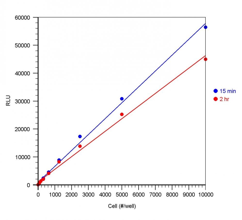 Cell number correlates with the luminescent signal. Different Jurkat cell number (2-fold dilution) was measured using the ReadiUse™ Rapid Luminometric ATP Assay Kit in a 96-well white plate using a ClarioStar plate reader (BMG Labtech). The kit can detect as low as 50 cells. There is a linear relationship (r2 >0.99) between the luminescent signal and cell number after 15 minutes or 2 hours incubation. The half-life of luminescent signal is more than 2 hours.