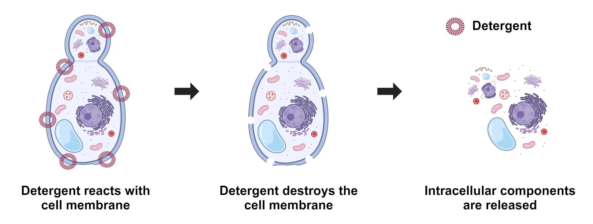 Yeast cell lysis refers to the breaking down of yeast cells, and it is often used to analyze specific cellular compositions such as proteins, lipids, nucleic acids, reporter molecules, cell signal molecules, and other small biomolecules. Depending upon the detergents used, either all or some membranes are lysed. ReadiUse™ reagents require minimal hands-on time. This yeast cell lysis buffer just requires a simple 5-fold dilution.