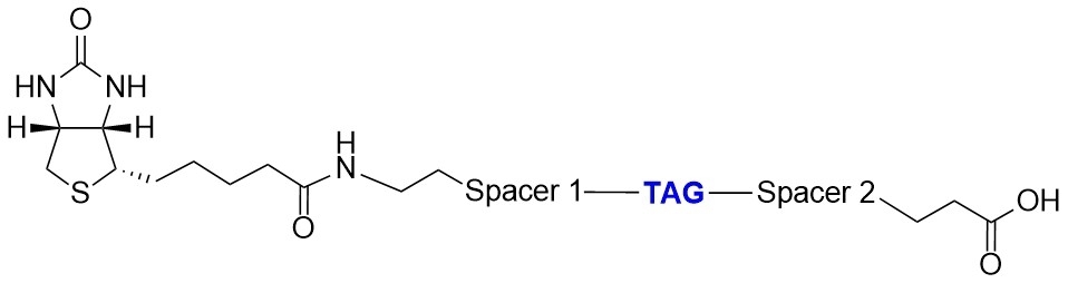 ReadiView™ biotin conjugated with specially designed color tag (CT) for easy determination of biotinylation degree.