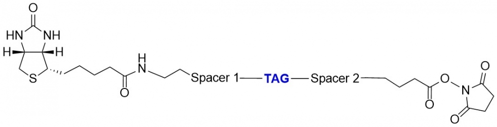 The structure of ReadiView™ biotin succinimidyl ester that is imbedded with a conjugation TAG. This imbedded TAT can be easily monitored by its UV absorption distinct from the 280 nm absorption of proteins. The TAG does not quench fluorescence of the commonly used fluorescent dyes with the minimal effect on avidin binding.