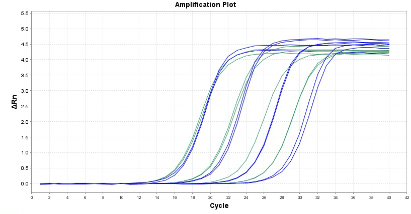 Amplification plot for a dilution series of HeLa cells cDNA to detect GAPDH in the absence (green) and presence (blue) of ReadiView™ Blue Real-Time PCR Visualization Dye using TAQuest™ qPCR Master Mix with Helixyte™ Green *Low ROX* (Cat No. 17272).