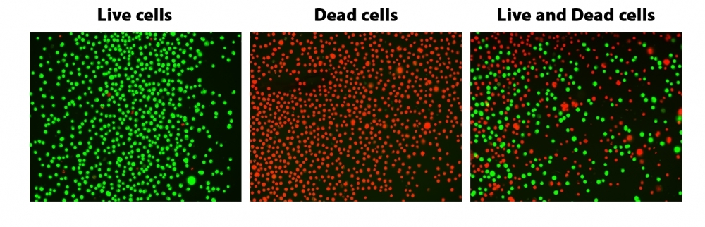 Fluorescence images of Jurkat cells labeled with ReadyView™ Green/Red Viability stain.