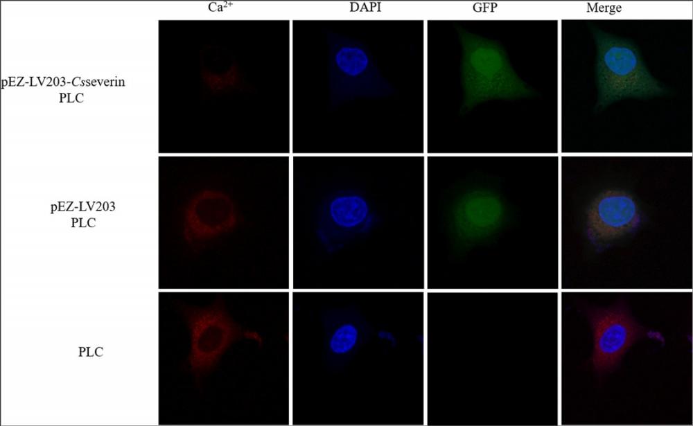 <strong>The intracellular distribution of free Ca<sup>2+</sup>&nbsp;was analyzed by laser scanning confocal microscopy.</strong><br />Intracellular free Ca<sup>2+</sup>&nbsp;was detected by red fluorescent probe dihydrorhod-2 AM (Rhod-2 AM). The nuclei were stained with DAPI (blue). The pEZ-LV203 vector harboring the eGFP reporter gene produced green fluorescent protein. Source:&nbsp;<strong>Csseverin inhibits apoptosis through mitochondria-mediated pathways triggered by Ca<sup>2+</sup> dyshomeostasis in hepatocarcinoma PLC cells&nbsp;</strong>by&nbsp;Shi M et al., <em>PLOS,</em>&nbsp;<em>&nbsp;</em>Nov. 2017.