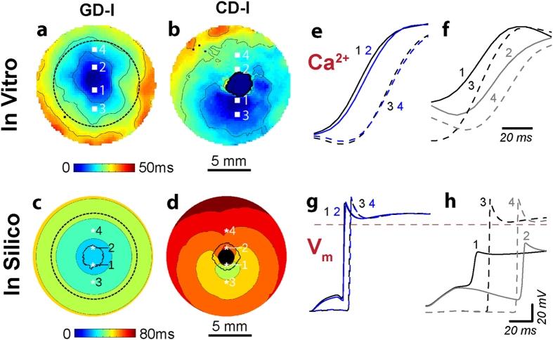 Response to optical stimulation in light-sensitive cardiac syncytia. (a,b) Activation maps resulting from optical stimulation (1&thinsp;Hz) of <em>in vitro</em> light-sensitive cell monolayers in the island configuration. Optical stimulus strength was at most 0.07&thinsp;mW/mm<sup>2</sup> greater than the threshold irradiance required to elicit a propagating response (E<sub>e,thr</sub>). Time zero corresponds to the beginning of a 20&thinsp;ms-long pulse of blue light (wavelength &lambda;&thinsp;=&thinsp;470&thinsp;nm) applied to the 1&thinsp;cm-diameter region indicated by the dashed black line in (a); spacing between isochrones is 10&thinsp;ms. (c,d) Same as (a,b) but for <em>in silico</em> cell monolayers. Simulated optical stimuli were at most 0.0005&thinsp;mW/mm<sup>2</sup> greater than E<sub>e,thr</sub>. Here time zero corresponds to the end of each 20&thinsp;ms-long illumination pulse instead of the beginning; spacing between isochrones is 10&thinsp;ms. Black-coloured locations did not activate. (e,f) Select <em>in vitro </em>calcium transients from the pixel locations 1&ndash;4 indicated in (a,b) on opposite sides of the island of ChR2-expressing donor cells (CM in GD and HEK in CD) showing the wavefront activation sequence. (g,h) Select <em>in silico</em> voltage traces (analogous to those in (e,f)) from locations 1&ndash;4. Source:<strong> Optogenetics-enabled assessment of viral gene and cell therapy for restoration of cardiac excitability</strong> by Ambrosi et al., <em>Scientific Reports</em>, Dec. 2015.
