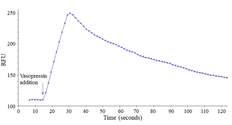 Vasopressin responses in CHO cells