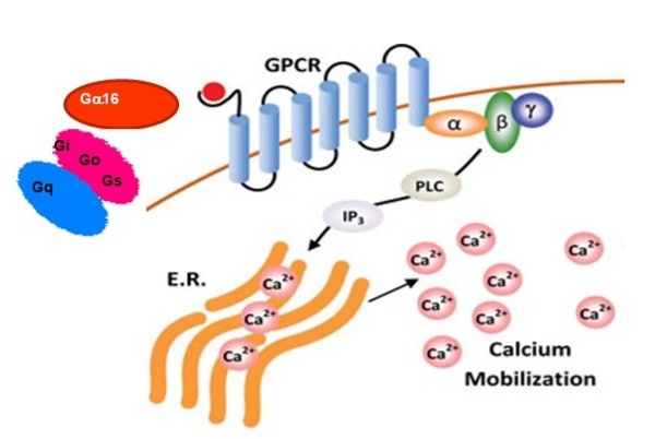 Screen Quest™ Live Cell Chemokine (C-X-C motif) receptor CXCR1 cAMP assay principle