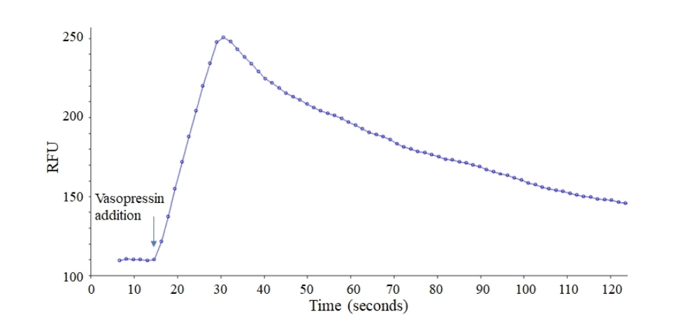 Figure 1. Vasopressin responses in CHO cells. CHO cells were transiently transfected with Ga16 and vasopressin receptor 2 (V2R). CHO cells were cultured in a 6-well plate and grown to ~60% confluence. Equal amounts of Ga16 (1.5 µg) and V2R plasmids (1.5 µg) were transfected with 9 µL of Transfectamine™ 5000. Cells were transferred to a 96-well plate at 50,000 cells/100 µL/well ~ 30 hours after transfection. 100 µL of Calbryte™ 520NW dye-loading solution was added ~ 48 hours after transfection and incubated at 37 °C for 45 minutes. Vasopressin (50 µL/well) was added using FlexStation 3 to achieve the final concentration of 100 nM.
