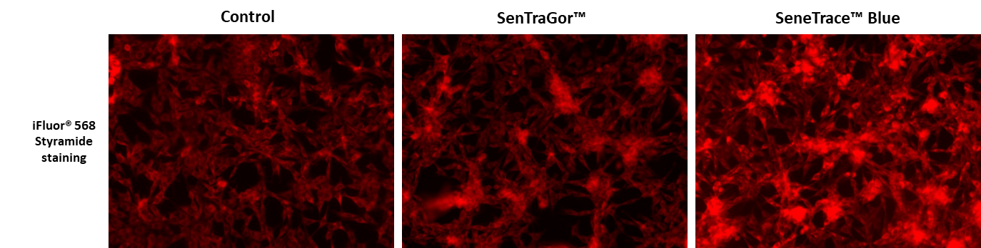 Fluorescence imaging of iFluor® 568 Styramide (Cat# 45030) staining in 9L-LacZ cells (overexpressing β-Gal) treated with SenTraGor™ or SeneTrace™ Blue. Fluorescence intensities were observed using a Cy3 filter set.
