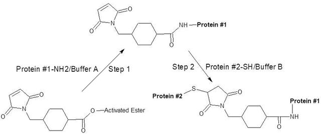 Overview of procedure for Teo-steps Protein Cross-linking