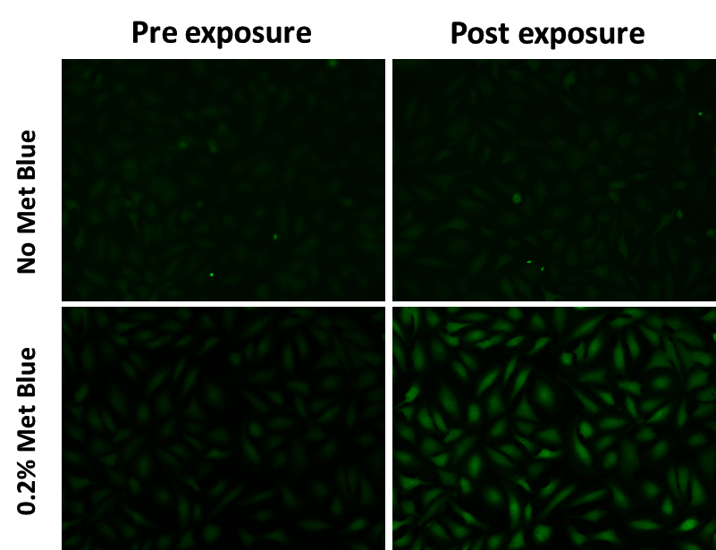 Fluorescence response of SO Green™ 520 AM (20 µM) with and without Methylene Blue, before and after a 10-second exposure to a 650 nm laser.