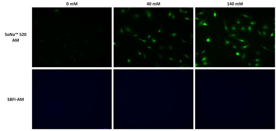 Response of Gramicidin A with varying sodium ion concentrations in HeLa cells