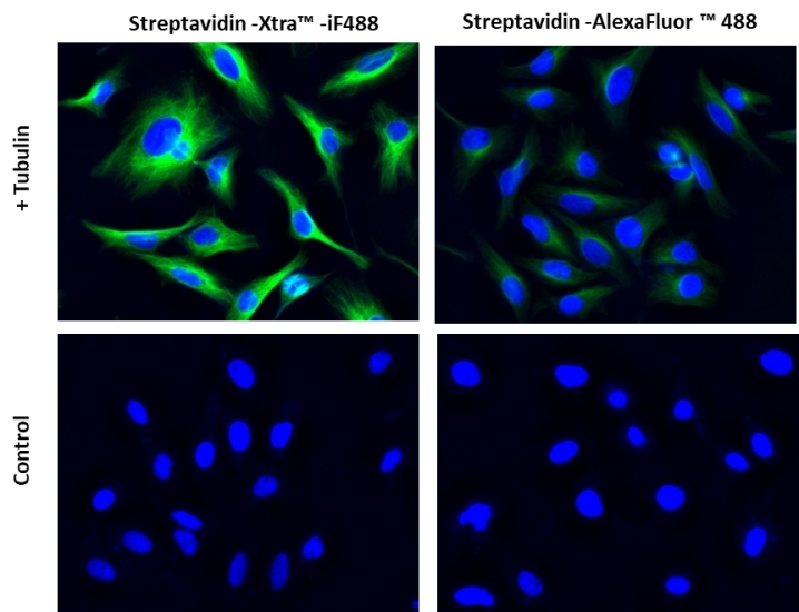Images of Hela cells stained with Streptavidin-Xtra™ iFluor® conjugates and Streptavidin Alexa Fluor ™ conjugate.<br />Hela cells were fixed with 4% paraformaldehyde for 30 minutes, permeabilized with 0.02% Triton™ X-100 for 10 minutes, and blocked with 1% BSA for 1 hour. Fixed Hela cells were then stained with 1 µg/mL alpha Tubulin Mouse Monoclonal Antibody for 1 hour at room temperature, followed by GxM IgG-biotin (Cat# 16729) stain and then visualized with Streptavidin-Xtra™ iFluor 488 and Streptavidin-Alexa Fluor™ 488.  Cell nuclei were stained with Hoechst 33342 (Blue, Cat#17535).