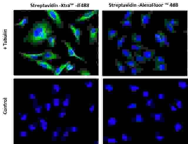 Images of Hela cells stained with Streptavidin-Xtra™ iFluor™ conjugates and Streptavidin Alexa Fluor ™ conjugate.<br>Hela cells were fixed with 4% paraformaldehyde for 30 minutes, permeabilized with 0.02% Triton™ X-100 for 10 minutes, and blocked with 1% BSA for 1 hour. Fixed Hela cells were then stained with 1 µg/mL alpha Tubulin Mouse Monoclonal Antibody for 1 hour at room temperature, followed by GxM IgG-biotin (Cat# 16729) stain and then visualized with Streptavidin-Xtra™ iFluor 488 and Streptavidin-Alexa Fluor™ 488.  Cell nuclei were stained with Hoechst 33342 (Blue, Cat#17535).