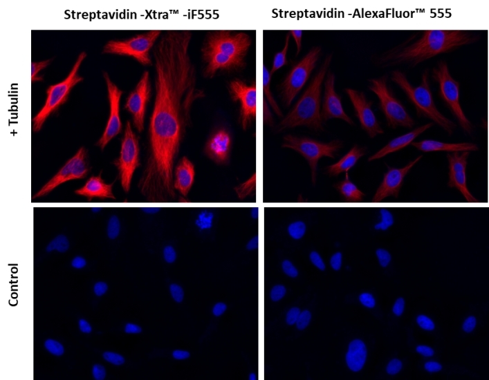 Images of Hela cells stained with Streptavidin-Xtra™ iFluor® conjugates and Streptavidin Alexa Fluor ™ conjugate.<br />Hela cells were fixed with 4% paraformaldehyde for 30 minutes, permeabilized with 0.02% Triton™ X-100 for 10 minutes, and blocked with 1% BSA for 1 hour. Fixed Hela cells were then stained with 1 µg/mL alpha Tubulin Mouse Monoclonal Antibody for 1 hour at room temperature, followed by GxM IgG-biotin (Cat# 16729) stain and then visualized with Streptavidin-Xtra™ iFluor 555 and Streptavidin-Alexa Fluor™ 555 .  Cell nuclei were stained with Hoechst 33342 (Blue, Cat#17535).