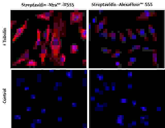 Images of Hela cells stained with Streptavidin-Xtra™ iFluor™ conjugates and Streptavidin Alexa Fluor ™ conjugate.<br>Hela cells were fixed with 4% paraformaldehyde for 30 minutes, permeabilized with 0.02% Triton™ X-100 for 10 minutes, and blocked with 1% BSA for 1 hour. Fixed Hela cells were then stained with 1 µg/mL alpha Tubulin Mouse Monoclonal Antibody for 1 hour at room temperature, followed by GxM IgG-biotin (Cat# 16729) stain and then visualized with Streptavidin-Xtra™ iFluor 555 and Streptavidin-Alexa Fluor™ 555 .  Cell nuclei were stained with Hoechst 33342 (Blue, Cat#17535).