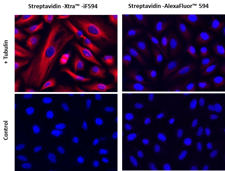 Images of Hela cells stained with Streptavidin-Xtra™ iFluor® conjugates and Streptavidin Alexa Fluor ™ conjugate.<br />Hela cells were fixed with 4% paraformaldehyde for 30 minutes, permeabilized with 0.02% Triton™ X-100 for 10 minutes, and blocked with 1% BSA for 1 hour. Fixed Hela cells were then stained with 1 µg/mL alpha Tubulin Mouse Monoclonal Antibody for 1 hour at room temperature, followed by GxM IgG-biotin (Cat# 16729) stain and then visualized with Streptavidin-Xtra™ iFluor 594 and Streptavidin-Alexa Fluor™ 594. Cell nuclei were stained with Hoechst 33342 (Blue, Cat#17535).