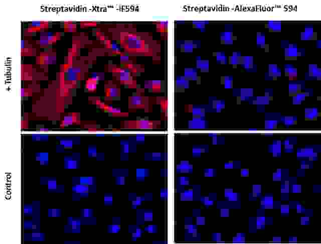 Images of Hela cells stained with Streptavidin-Xtra™ iFluor™ conjugates and Streptavidin Alexa Fluor ™ conjugate.<br>Hela cells were fixed with 4% paraformaldehyde for 30 minutes, permeabilized with 0.02% Triton™ X-100 for 10 minutes, and blocked with 1% BSA for 1 hour. Fixed Hela cells were then stained with 1 µg/mL alpha Tubulin Mouse Monoclonal Antibody for 1 hour at room temperature, followed by GxM IgG-biotin (Cat# 16729) stain and then visualized with Streptavidin-Xtra™ iFluor 594 and Streptavidin-Alexa Fluor™ 594.  Cell nuclei were stained with Hoechst 33342 (Blue, Cat#17535).