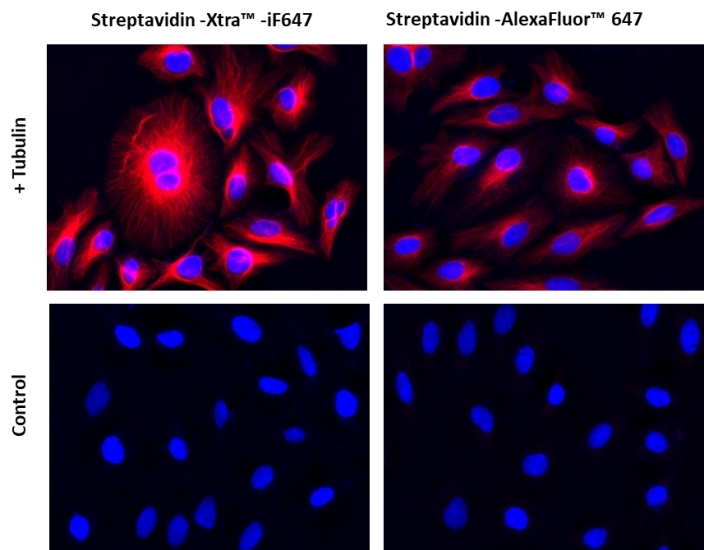 Images of Hela cells stained with Streptavidin-Xtra™ iFluor® conjugates and Streptavidin Alexa Fluor ™ conjugate.<br />Hela cells were fixed with 4% paraformaldehyde for 30 minutes, permeabilized with 0.02% Triton™ X-100 for 10 minutes, and blocked with 1% BSA for 1 hour. Fixed Hela cells were then stained with 1 µg/mL alpha Tubulin Mouse Monoclonal Antibody for 1 hour at room temperature, followed by GxM IgG-biotin (Cat# 16729) stain and then visualized with Streptavidin-Xtra™ iFluor 647 and Streptavidin-Alexa Fluor™ 647.  Cell nuclei were stained with Hoechst 33342 (Blue, Cat#17535).