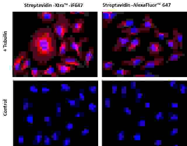 Images of Hela cells stained with Streptavidin-Xtra™ iFluor™ conjugates and Streptavidin Alexa Fluor ™ conjugate.<br>Hela cells were fixed with 4% paraformaldehyde for 30 minutes, permeabilized with 0.02% Triton™ X-100 for 10 minutes, and blocked with 1% BSA for 1 hour. Fixed Hela cells were then stained with 1 µg/mL alpha Tubulin Mouse Monoclonal Antibody for 1 hour at room temperature, followed by GxM IgG-biotin (Cat# 16729) stain and then visualized with Streptavidin-Xtra™ iFluor 647 and Streptavidin-Alexa Fluor™ 647.  Cell nuclei were stained with Hoechst 33342 (Blue, Cat#17535).