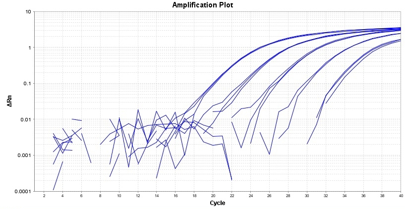Amplification plot for a dilution series of HeLa cells cDNA amplified in replicate reactions to detect GAPDH using TAQuest™ qPCR Master Mix for TaqMan Probes *Low ROX*.