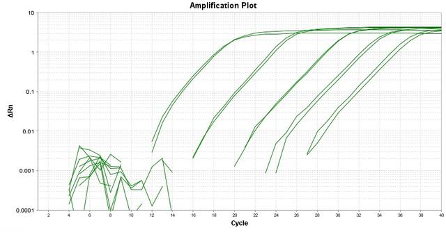 Amplification plot for a dilution series of HeLa cells cDNA amplified in replicate reactions to detect GAPDH using TAQuest&trade; FAST qPCR Master Mix with Helixyte&trade; Green *Low ROX*.