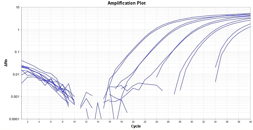 Amplification plot for a dilution series of HeLa cells cDNA amplified in replicate reactions to detect GAPDH using TAQuest™ qPCR Master Mix for TaqMan Probes *Low ROX*.