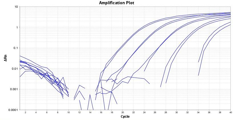 Amplification plot for a dilution series of HeLa cells cDNA amplified in replicate reactions to detect GAPDH using TAQuest&trade; qPCR Master Mix for TaqMan Probes *Low ROX*.