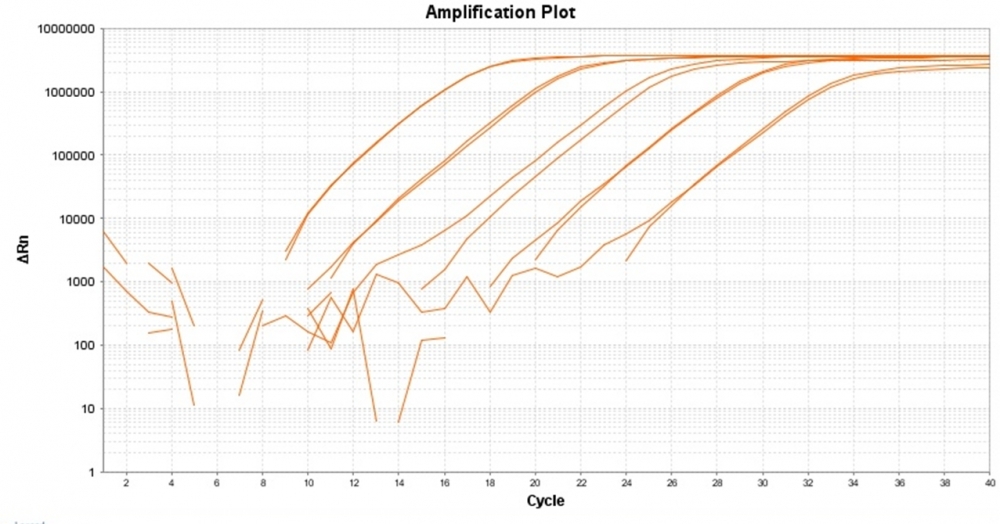 Amplification plot for a dilution series of HeLa cells cDNA amplified in replicate reactions to detect GAPDH using TAQuest™ qPCR Master Mix with Helixyte™ Green *No ROX*.