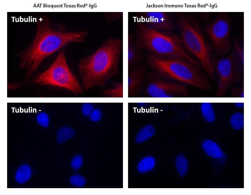 HeLa cells were incubated with (Tubulin+) or without (Tubulin-) mouse anti-tubulin followed by AAT’s Texas Red<sup>®</sup> goat anti-mouse IgG conjugate (Red, Left) or Jackson’s Texas Red<sup>®</sup> goat anti-mouse IgG conjugate (Red, Right), respectively. Cell nuclei were stained with Hoechst 33342 (Blue, Cat# 17530).