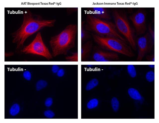 HeLa cells were incubated with (Tubulin+) or without (Tubulin-) mouse anti-tubulin followed by AAT&rsquo;s Texas Red&reg; goat anti-mouse IgG conjugate (Red, Left) or Jackson&rsquo;s Texas Red&reg; goat anti-mouse IgG conjugate (Red, Right), respectively. Cell nuclei were stained with Hoechst 33342 (Blue, Cat#17530).