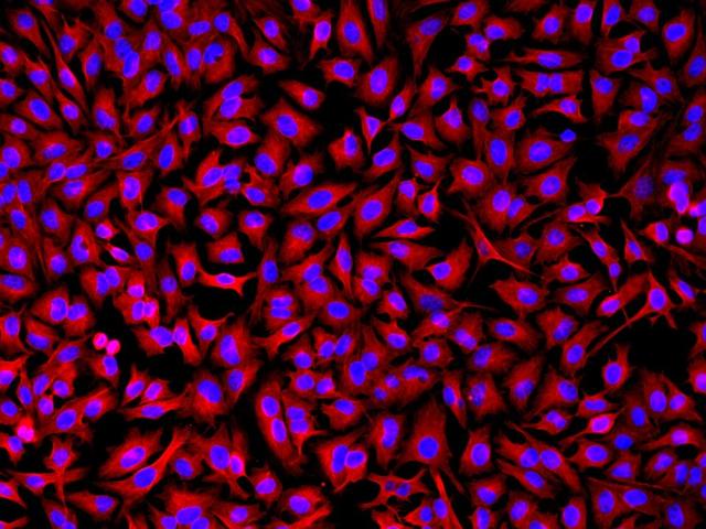 HeLa cells were incubated with rabbit anti-tubulin followed by Texas Red&reg; goat anti-rabbit IgG conjugate. Cell nuclei were stained with Hoechst 33342 (Blue, Cat# 17530).