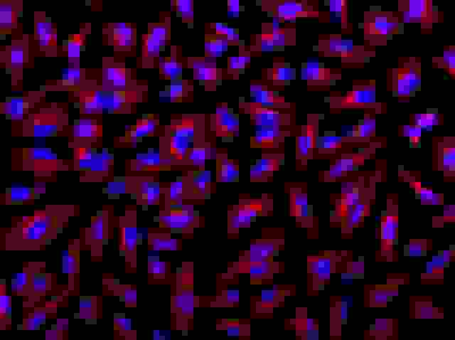 HeLa cells were incubated with mouse anti-tubulin and biotin goat anti-mouse IgG followed by Texas Red®-streptavidin conjugate (Red). Cell nuclei were stained with Hoechst 33342 (Blue, Cat#17530).