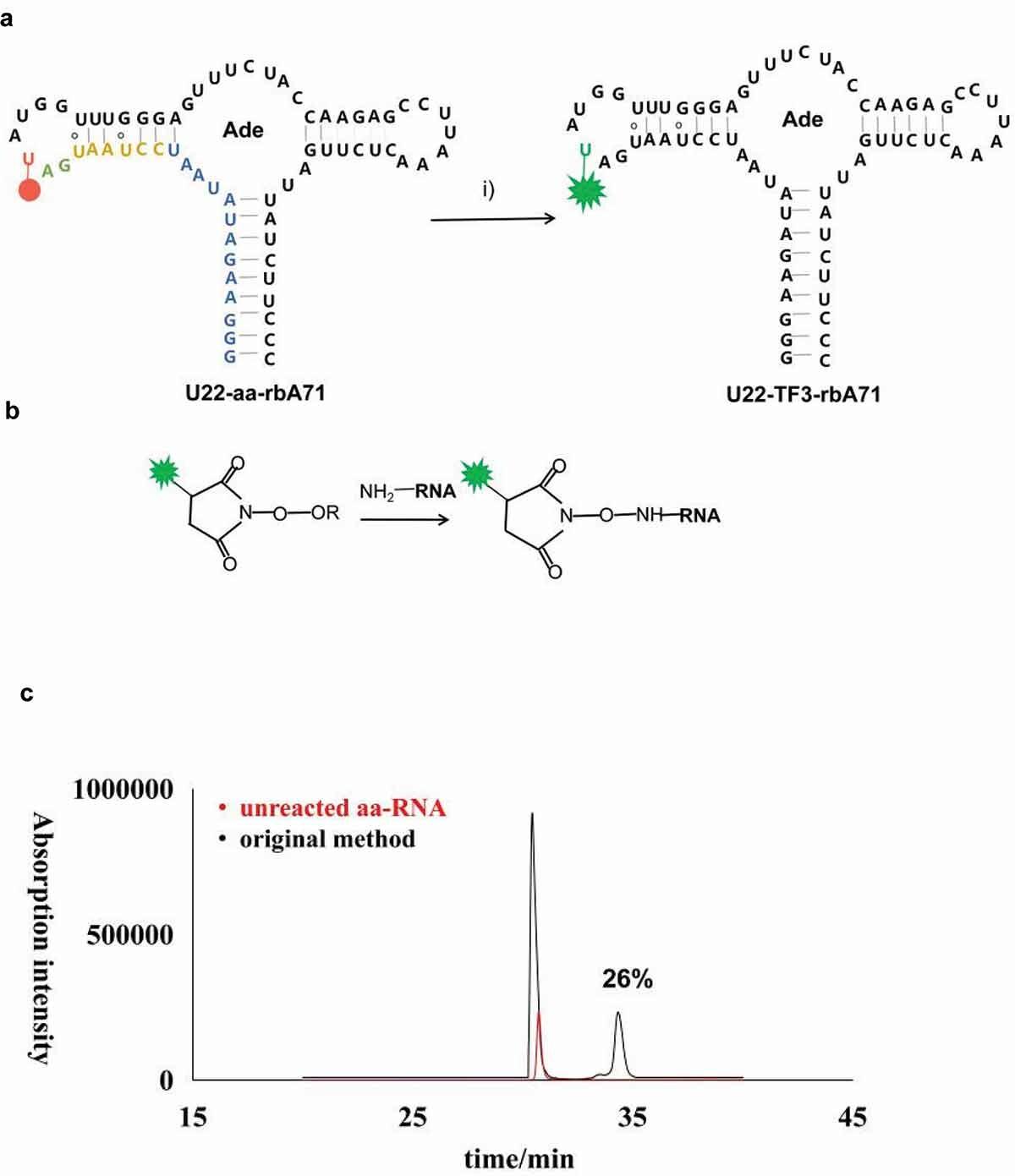 The schematic procedures of coupling reaction of aa-RNA and NHS ester-linked Tide Fluor 3; (a) Schematic illustration of the labeling workflow at U22 position. Residues highlighted on secondary structure of U22-aa-rbA in blue represent the first 13 nucleotides synthesized in the initiation stage, residues highlighted in orange, gree, and red represent 3step in elongation stage. The aminoally atom is represented by red dot at position 22, and TF3 is represented by green star. (b) Illustration of reaction between aminoallyl-modified RNA and NHS ester-linked fluorescent dyes. (c) HPLC profiles for original method efficiency. The spectra in black is original method, in red is unreacted aa-RNA. Source: <b>Optimization of N-hydroxysuccinimide ester coupling with aminoallyl-modified RNA for fluorescent labeling</b> by Mengyang Li, <em>Bioengineered</em>, April 2020.