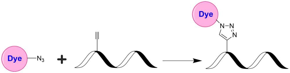 <p>Click chemistry is a method for attaching a probe or substrate of interest to a specific biomolecule, a process called bioconjugation. The possibility of attaching dyes and other reporter molecules has made click chemistry a very powerful tool for identifying, locating, and characterizing both old and new biomolecules. The classic click reaction is the copper-catalyzed reaction of an azide with an alkyne to form a 5-membered heteroatom ring, this reaction is commonly called Cu(I)-Catalyzed Azide-Alkyne Cycloaddition (CuAAC).</p>