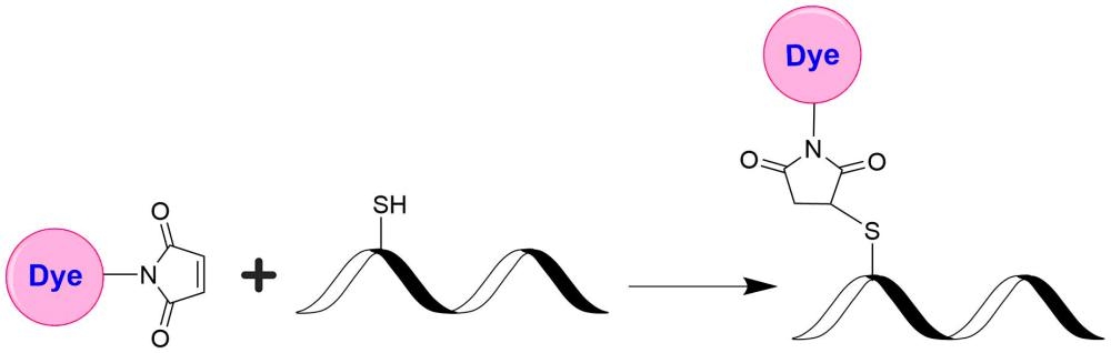<p>Dye maleimides are the most popular tool for conjugating dyes to a peptide, protein, antibody, thiol-modified oligonucleotide or nucleic acid through their SH group. Maleimides react readily with the thiol group of proteins, thiol-modified oligonucleotides, and other thiol-containing molecules under neutral conditions. The resulting dye conjugates are quite stable.</p>