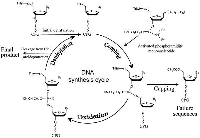 <div id="popContentContainer">
<div id="popContent" class="foreBG">
<p>Oligonucleotide synthesis is carried out by a stepwise addition of nucleotide residues to the 5'-terminus of the growing chain until the desired sequence is assembled. Each addition is referred to as a synthetic cycle and consists of four chemical reactions: d<span class="mw-headline">e-blocking (detritylation)</span>, coupling, capping and oxidation.</p>
</div>
</div>