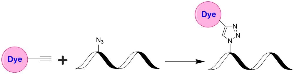 <p>Click chemistry is a method for attaching a probe or substrate of interest to a specific biomolecule, a process called bioconjugation. The possibility of attaching dyes and other reporter molecules has made click chemistry a very powerful tool for identifying, locating, and characterizing both old and new biomolecules. The classic click reaction is the copper-catalyzed reaction of an azide with an alkyne to form a 5-membered heteroatom ring, this reaction is commonly called Cu(I)-Catalyzed Azide-Alkyne Cycloaddition (CuAAC).</p>