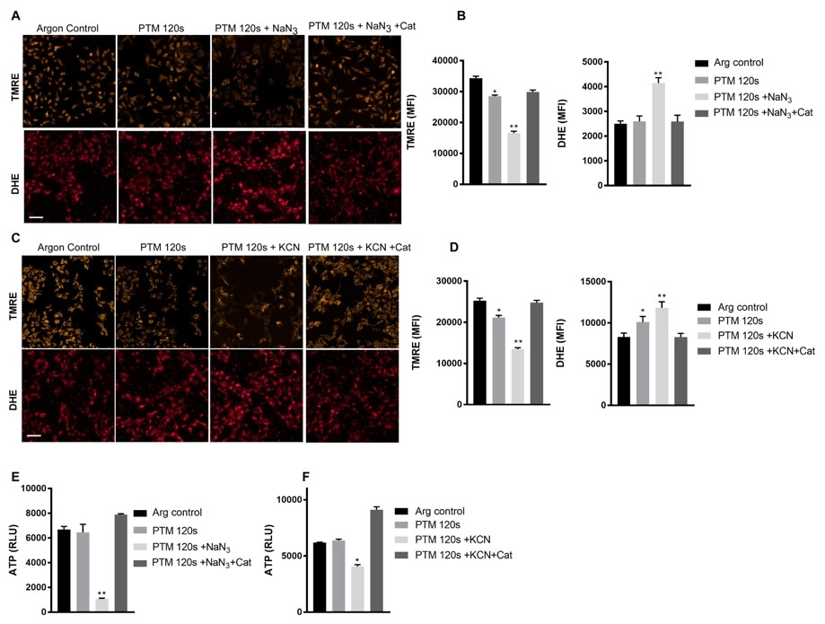 <strong>CcO inhibition and PTM induce mitochondrial dysfunction. </strong>(A) Mitochondrial membrane potential enumerated by TMRE dye uptake and cellular superoxide levels by nuclear DHE staining in B16F10 cells following 3 h treatment with NaN<sub>3</sub>. (B) Quantification of fluorescence intensity from (A). (C) Mitochondrial membrane potential enumerated by TMRE dye uptake and cellular superoxide levels by nuclear DHE staining in B16F10 cells following 3 h treatment with KCN. (D) Quantification of fluorescence intensity from (C,E) Cellular ATP levels following 2 h treatment with NaN<sub>3</sub> and PTM. (F) Cellular ATP levels following 2 h treatment with KCN and PTM. Scale bar: 100 µm Data are mean + SEM from three independent experiments. Source: <strong>Cytochrome C oxidase Inhibition and Cold Plasma-derived Oxidants Synergize in Melanoma Cell Death Induction</strong> by Gandhirajan et al., <em>Scientific Reports</em>, Aug. 2018.