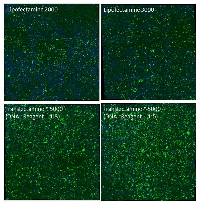 Transfection efficiency comparison in CHO-K1 cells. CHO-K1 cells were cultured in 6-well plate to ~90% confluency. 2.5 ug of GFP plasmid was transfected with Lipofectamin 2000, Lipofectamine 3000 and Transfectamine&trade; 5000. Images were taken 24 hours post transfection with fluorescent microscope through FITC channel.