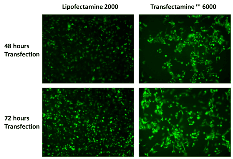 Comparison of transfection efficiency in HeLa cells for CRISPR-Cas9-GFP plasmid using Transfectamine™ 6000 CRISPR Transfection Reagent and Lipofectamine 2000. Both reagents were used to transfect HeLa cells in a 96-well format, and GFP expression was analyzed 48 and 72 hours post-transfection. Transfectamine™ 6000 CRISPR Transfection reagent provided higher GFP transfection efficiency than Lipofectamine 2000.